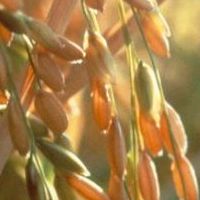 Octobre 13 - Le goût d'apprendre - Riz américain et mirabelle