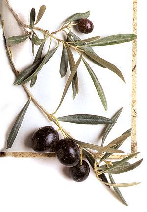 L'olive de table