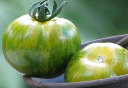 La tomate racontée par Jean Bardet du Val de Loire