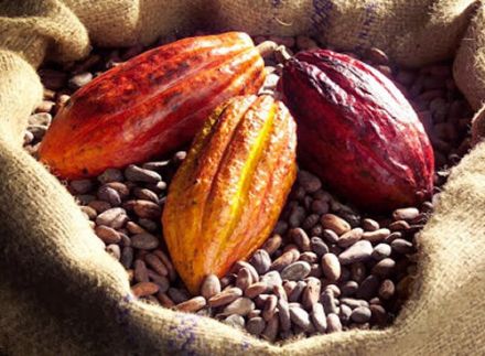 De la fève à la pâte / 4 variétés de cacaoyers 