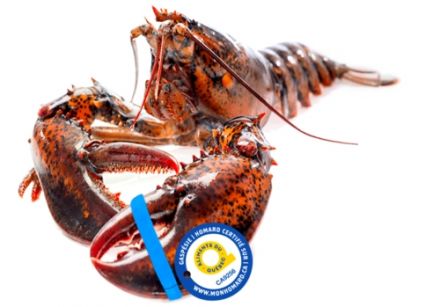Le homard gaspésien est le plus certifié et recommandé au monde