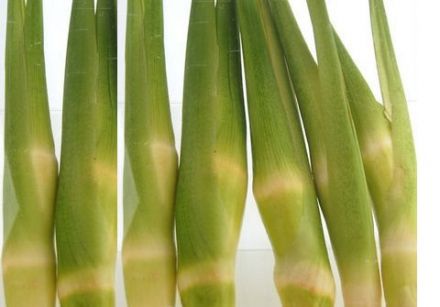Pousse de Bambou - Tout sur les légumes sur Gourmetpedia