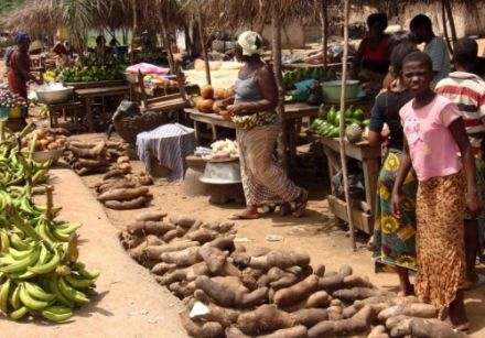 L'importance de l'igname en Côte d'Ivoire