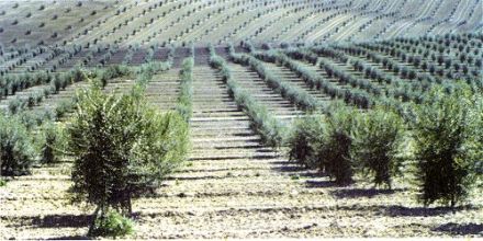 Culture de l'olivier