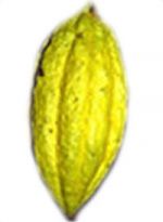 De la fève à la pâte / 4 variétés de cacaoyers  4