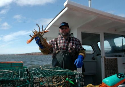 Le homard gaspésien est le plus certifié et recommandé au monde 4