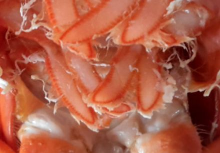Comment différencier un homard mâle d'un homard femelle? Cuisson oblige! 2