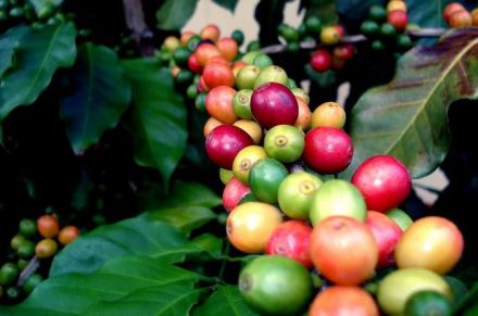 Agriculture, sucre de canne et café